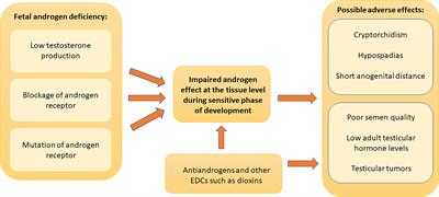 Frontiers Endocrine Disrupting Chemicals And Reproductive Health In